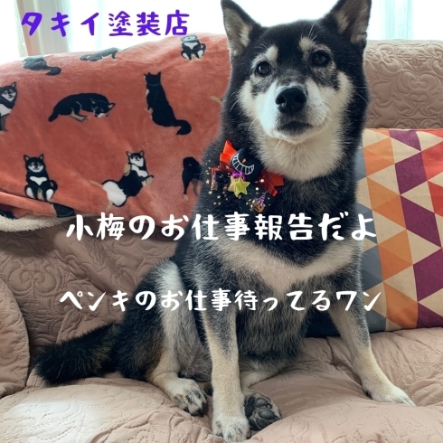 看板犬の小梅です。これはハロウィンの時！「タキイ塗装店のお仕事報告」