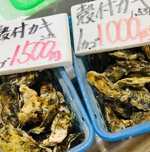 「西海物産館 魚魚市場鮮魚コーナーおすすめ商品は、「針尾産＊殻付カキ」です♪」