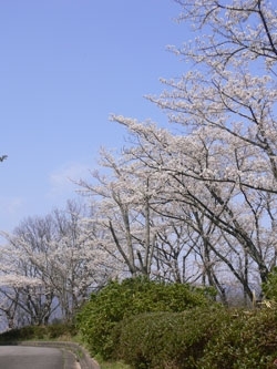 さくら特集 一の谷公園 お花見に行こう 特集 まいぷれ 米子