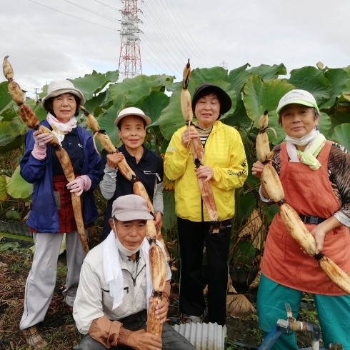 ご賞味ください！！「【伝統野菜栽培促進活用事業】当センターの門真れんこんがふるさと納税に！」