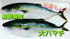 「○本日のお刺身○【定置もん！】島根県産大ハマチ、天然タイ」