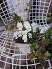 ブリキ缶に植え替えました❗「ビオラとパンジーをブリキ缶に植え替えてアンティーク風のお庭に❗」