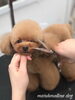 ウインク(๑˃̵ᴗ˂̵)「秋のオプションキャンペーン　(^-^)」