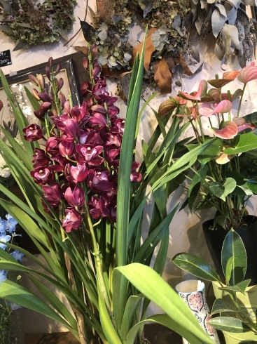 冬の鉢物 入荷してます 本八幡のお花屋さん フラワーギフトが人気 芽ぶき屋 本八幡店のニュース まいぷれ 市川市