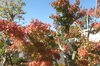 「☆秋の移ろい☆紅葉☆」