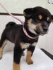 2020年9月11日生まれのオスの柴犬です「【WAN'S】新しいワンちゃんのご紹介♪柴犬・男の子です。」