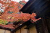 「「西濃で紅葉を楽しもう」　紅葉シーズン到来！　」