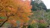 「紅葉（＾∇＾）」