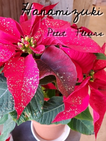 ポインセチア  プリマベーラ「冬の苗鉢入ってます♪」