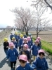 春になると、みんなで桜を見にお散歩に出かけま～す！！「朝日町立さくら保育園」