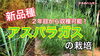 「【茎枯病発生】アスパラガスの栽培　タネのハシモト」