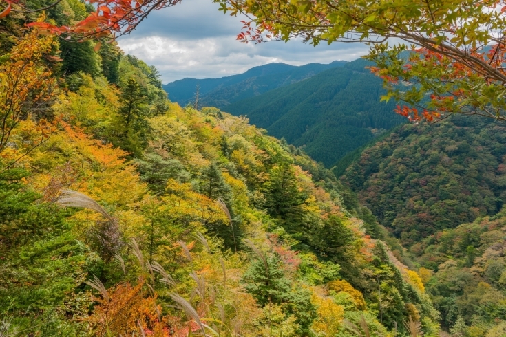 龍神スカイライン「【和歌山紅葉紹介　今が見頃！龍神スカイライン】」