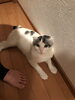 「迷い猫シロくんを探しています【11月7日　新居浜市船木付近】」