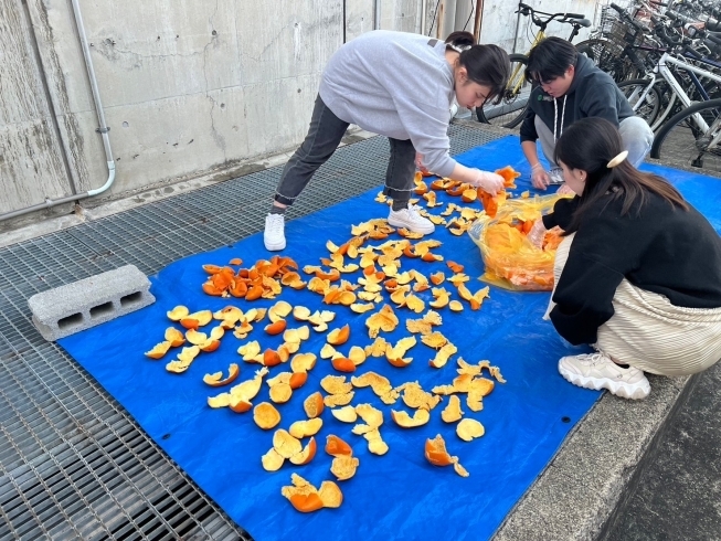 みかんの皮の乾燥作業をする愛媛大学ゼミ生「SDGsなみかん風呂開催♨」