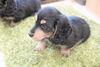 「ミニチュアダックス子犬情報」