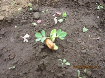 1週間～10日程で発芽