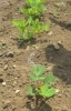 野菜の花 落花生 楽農だより さやまルシェ 狭山市