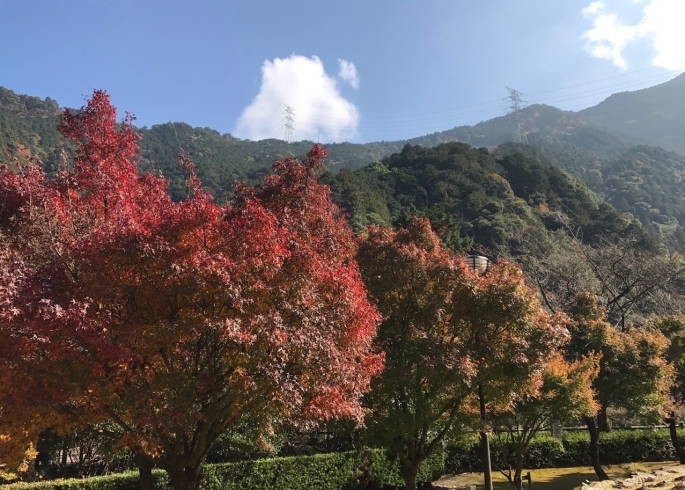 「新居浜市立川のマイントピア別子は、紅葉の見頃です。」