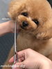 サランちゃんカット中〜「秋のオプションキャンペーン　（＾ν＾）」