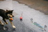 「今日のお友達」