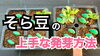「ソラマメのタネまきの違い！　【ポット育苗】　タネのハシモト」