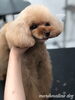 ココちゃんカット中〜「秋のオプションキャンペーン（╹◡╹）」