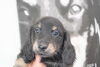 「ミニチュアダックス子犬情報」
