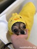 りんちゃんパック中〜「秋のオプションキャンペーン^o^」