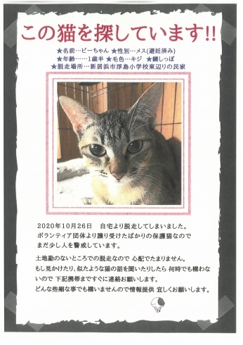 「迷い猫（ピーちゃん）を探しています【10月26日　新居浜市浮島小学校東辺りの民家】」