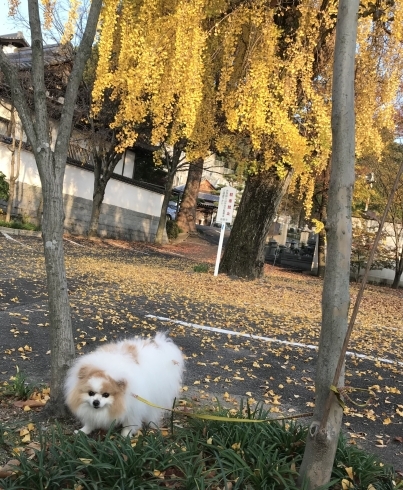 「　英語クラス　生徒募集！」