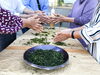 茶葉の手もみ体験♪「池田町が主催した「池田まるっと体験交流ツアー」に参加しました！」
