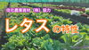 「【タネ屋が教える】レタスの育て方　タネのハシモト」