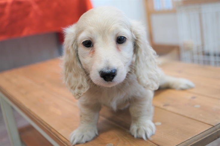 「ハイクオリティ子犬情報」