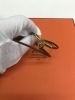 「HERMES エルメス  ブレスレット　ヴィヴリデ　横浜鶴屋町の買取専門店「おたからや　横浜本店」　電話相談無料＆査定無料」