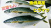 「○本日のお刺身○【しまね定置もん！】ヒラマサ、ヤイトカツオ」