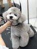 ココくんカット中〜「秋のオプションキャンペーン　^o^」