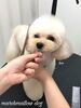 レオくんカット中〜「秋のオプションキャンペーン　（╹◡╹）」