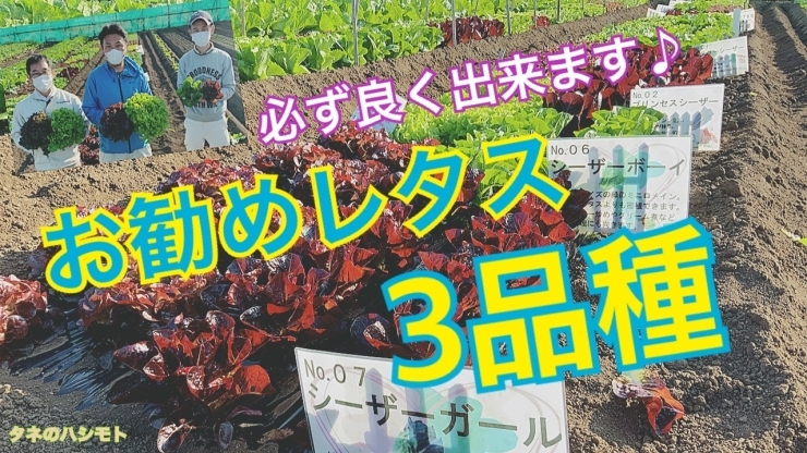 「【家庭菜園者向け】レタスの栽培　タネのハシモト」