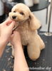 あずきちゃんカット中〜「秋のオプションキャンペーン　^ - ^」