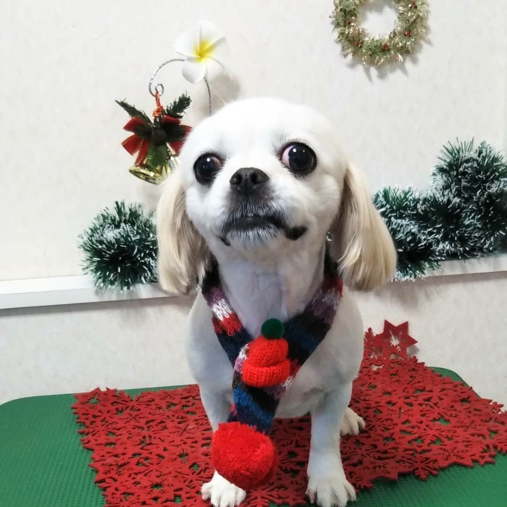 ミックス犬のわたあめちゃん