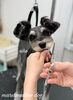 にほちゃんカット中〜「秋のオプションキャンペーン　（＾ν＾）」