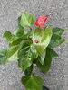 アンスリウムの花が咲きました（＾∇＾）「今日は火曜日ですが、振替休日としてお休みしてます」
