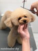 はなちゃんカット中〜「秋のオプションキャンペーン　（╹◡╹）」