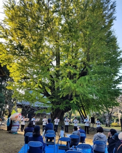 樹齢千年越えの大銀杏に包まれた会場にて「先日の行方市スイートポテトーズさんの演奏の様子です(*>∀<*)」