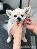 オルカくんカット中〜「秋のオプションキャンペーン^ - ^」
