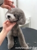 ぷりんちゃんカット中〜「秋のオプションキャンペーン　^ - ^」