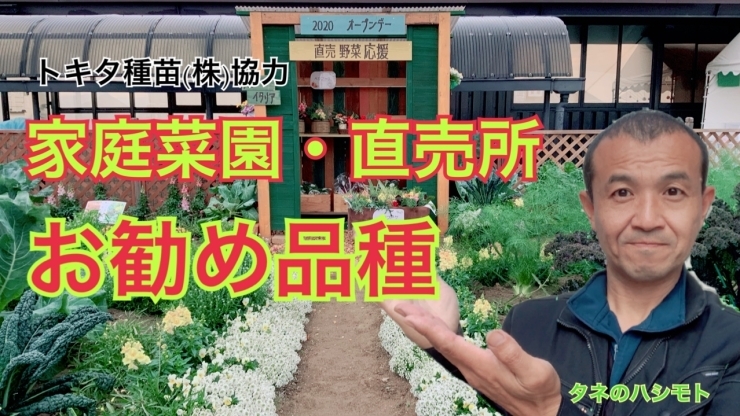 「美味しい野菜の品種・種播き管理のポイント【家庭菜園向け】　タネのハシモト」