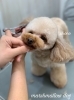 チョコちゃんカット中〜「秋のオプションキャンペーン　（＾Ｏ＾）」
