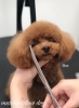 ティアちゃんカット中〜「秋のオプションキャンペーン^ - ^」