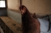 威嚇してくるボス！笑「飯豊町でニワトリを平飼いされている田中さんの鶏舎を取材してきました♪」